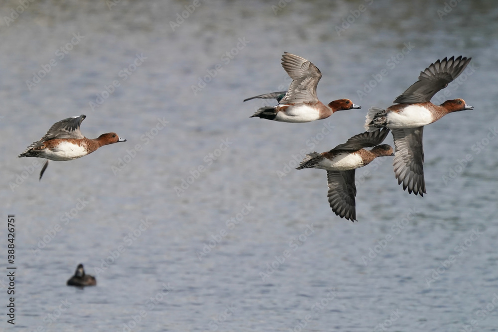 ducks in flight ducks in flight
