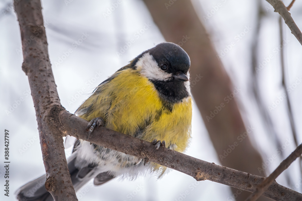 Naklejka premium Cute bird Great tit, songbird sitting on a branch without leaves in the autumn or winter.