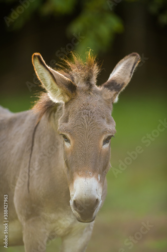 Cute donkey portrait with long ears, one ear back listening pet animal grey and white in a rural setting on small hobby farm 