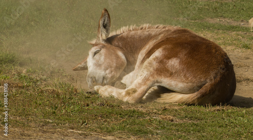 donkey lying down in sleeping position with eyes closed adorable peaceful and relaxed donkey in grass paddock in barnyard setting in horizontal format