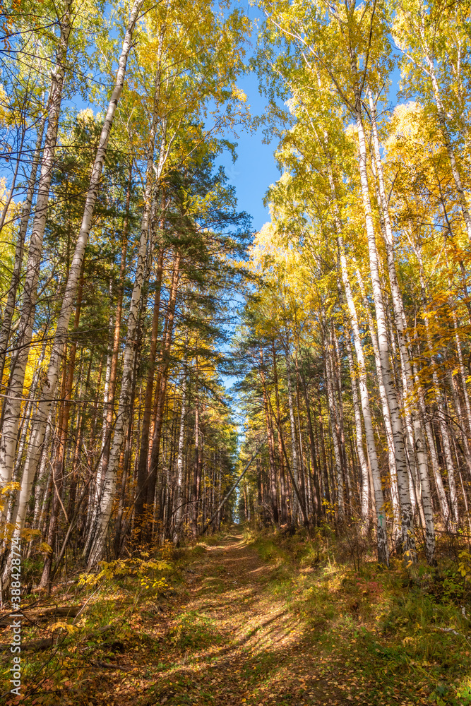 Fototapeta premium Trail with fallen leaves in an autumn pine forest or park.
