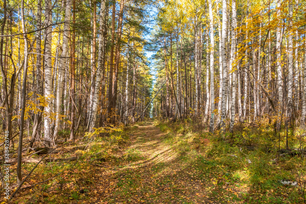 Trail with fallen leaves in an autumn pine forest or park. Trail with fallen leaves in an autumn pine forest or park.