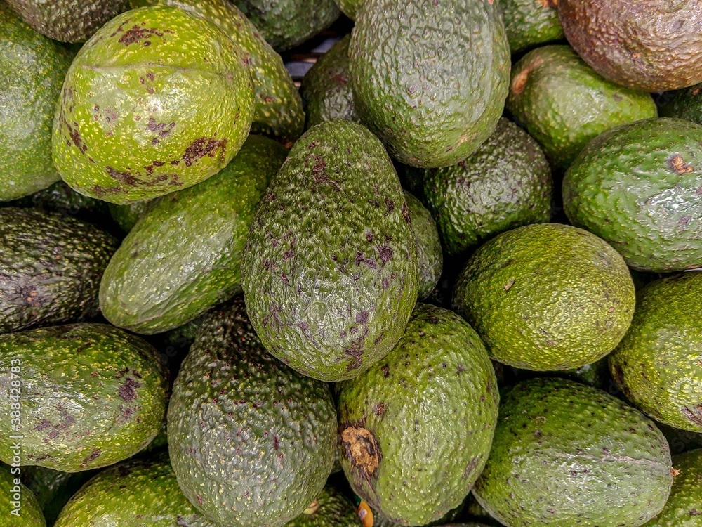 top view of a pile of fresh, clean organic avocados, bunch of hass avocados top view of a pile of fresh, clean organic avocados, bunch of hass avocados