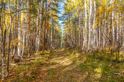 Trail with fallen leaves in an autumn pine forest or park.