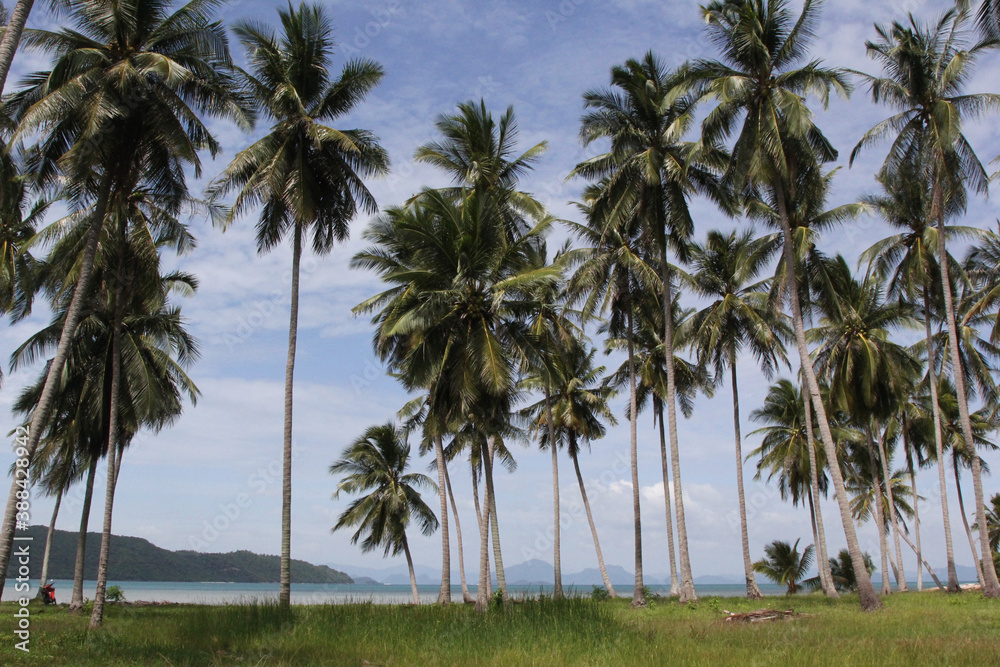 Palm trees with sunny day. Tropical jungle. Thailand, Koh Samui island. Palm trees with sunny day. Tropical jungle. Thailand, Koh Samui island.