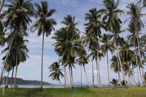 Palm trees with sunny day. Tropical jungle. Thailand, Koh Samui island.
