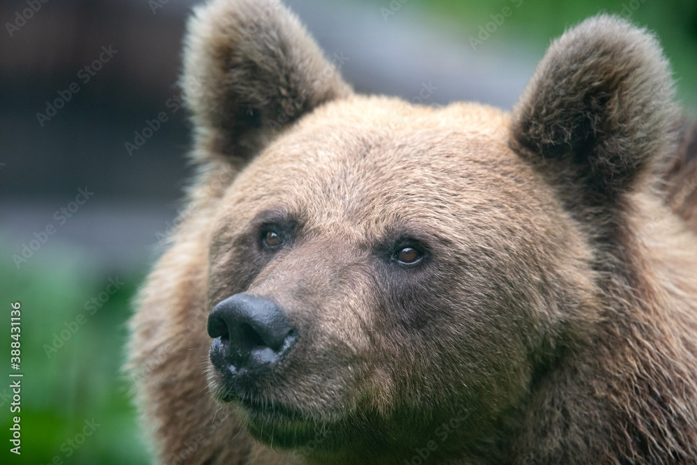 Close-up portrait of a brown bear (Ursus arctos) in a green forest. Close-up portrait of a brown bear (Ursus arctos) in a green forest.