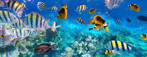 Fototapeta Naklejka Na Ścianę i Meble -  Underwater Colorful Tropical Fishes.