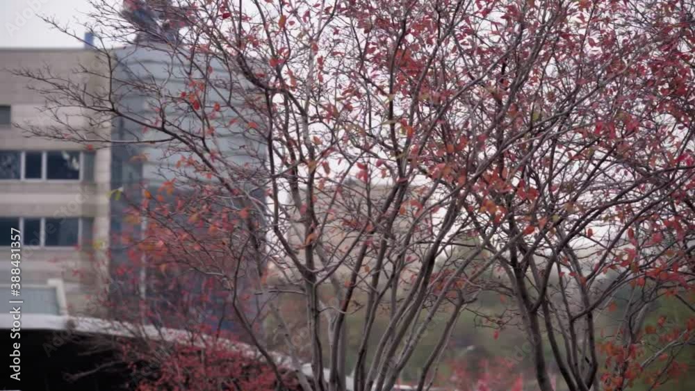 Autumn exotic bushes on the background of the city landscape. Autumn exotic bushes on the background of the city landscape.
