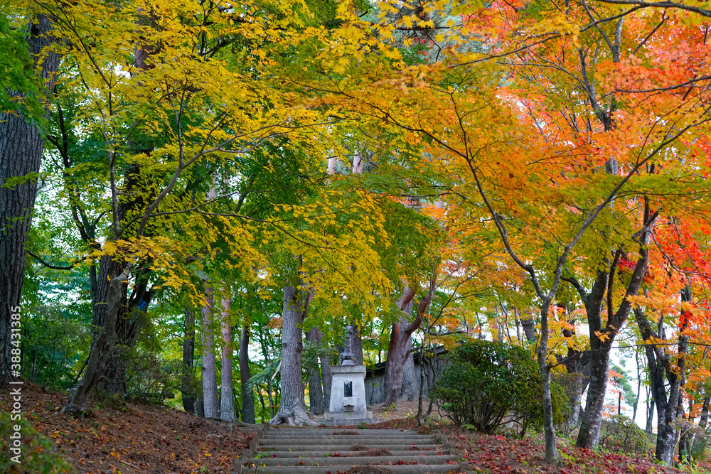 Naklejka premium 紅葉