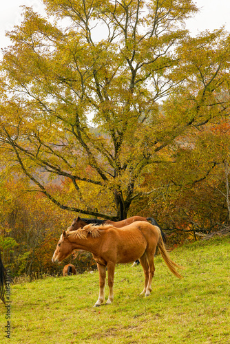 Japanese Horse. © TM