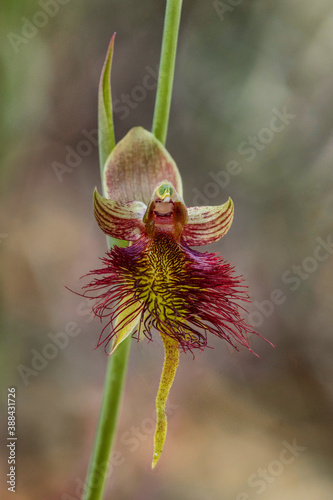 Red Beard Orchid (Calochilus paludosus) - NSW, Australia photo