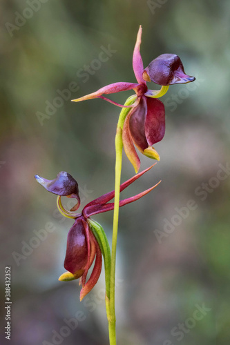 Twin Flying Duck Orchids (Caleana major) - approx 25mm long - NSW, Australia