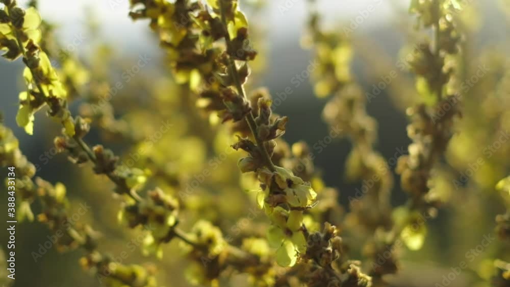 sunset yellow flowering herbs in nature.4K. sunset yellow flowering herbs in nature.4K.
