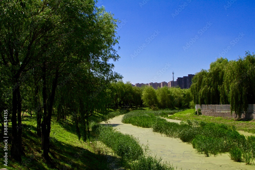 A pond in the city in summer