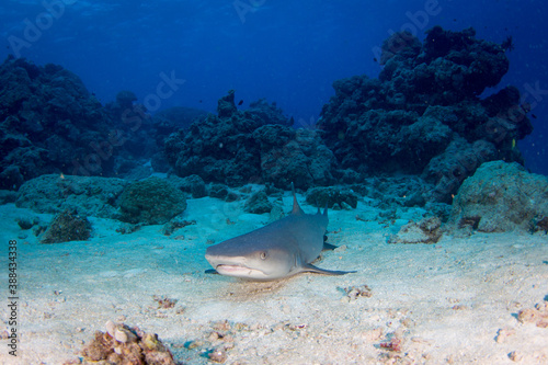 A shark sits on the sand