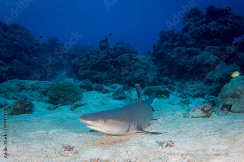 A shark sits on the sand