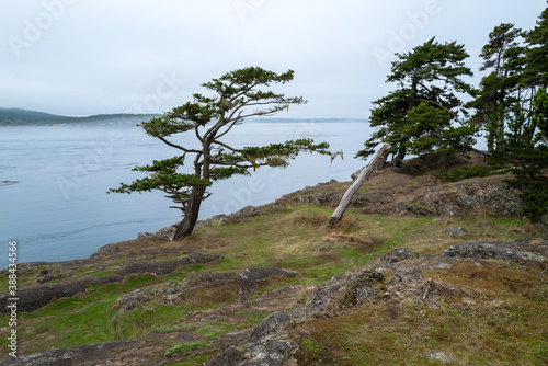 Photography Windblown trees on the rocky shore of Shark Reef Sanctuary, Lopez Island, Washin