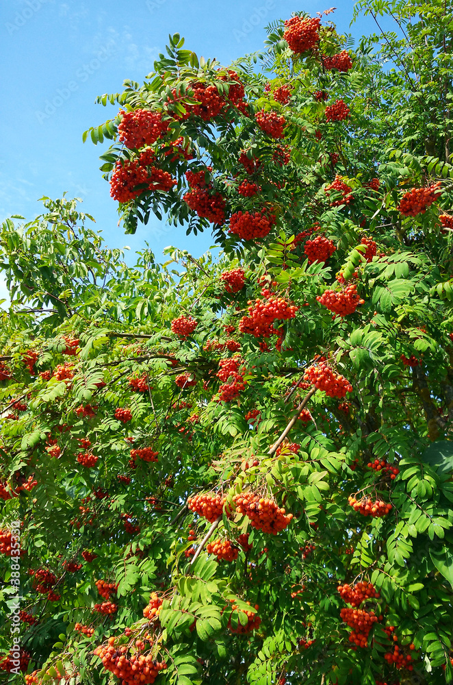Ripe orange mauntain ashberries (Rowan berries, Sorbus) in autumn fall with green leaves on background of blue sky. Red berries on mountain ash tree branch. Close up view. Selective focus