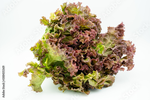 A photograph of organic lettuce called red lettuce.
