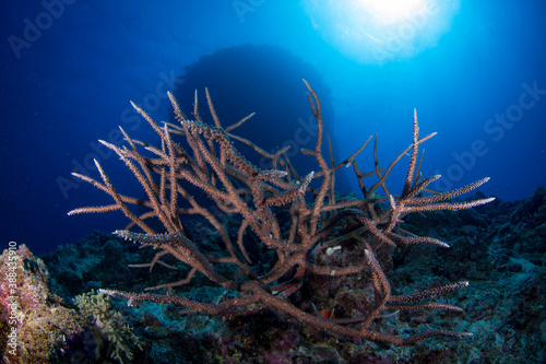 Healthy colorful corals and fish on the reef