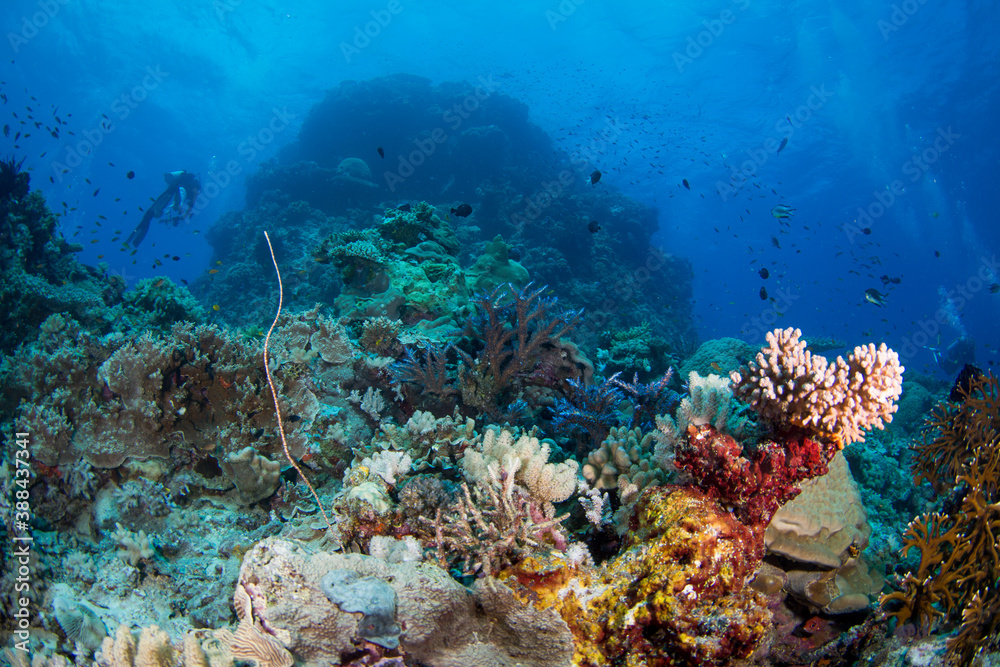 Fototapeta premium Healthy colorful corals and fish on the reef