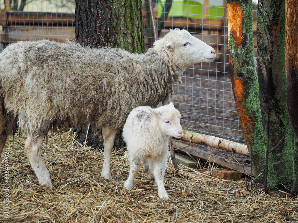 Fototapeta premium Sheep and lamb on the farm pasture
