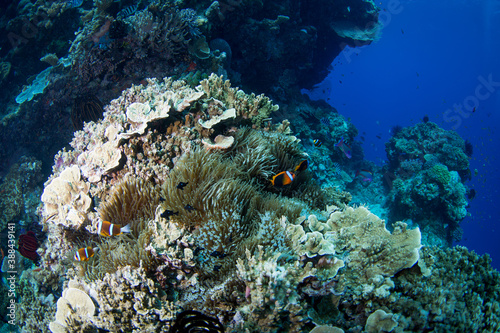 Healthy colorful corals and fish on the reef © Jemma Craig
