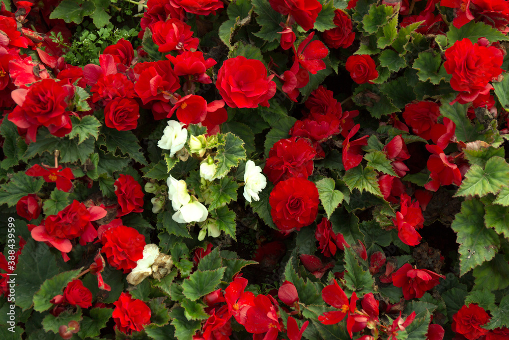 Red beautiful begonia flowers field texture. Close up floral background. Red beautiful begonia flowers field texture. Close up floral background.