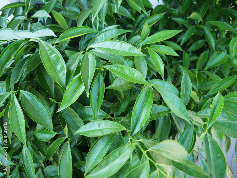 緑の葉っぱ（Green leafs）