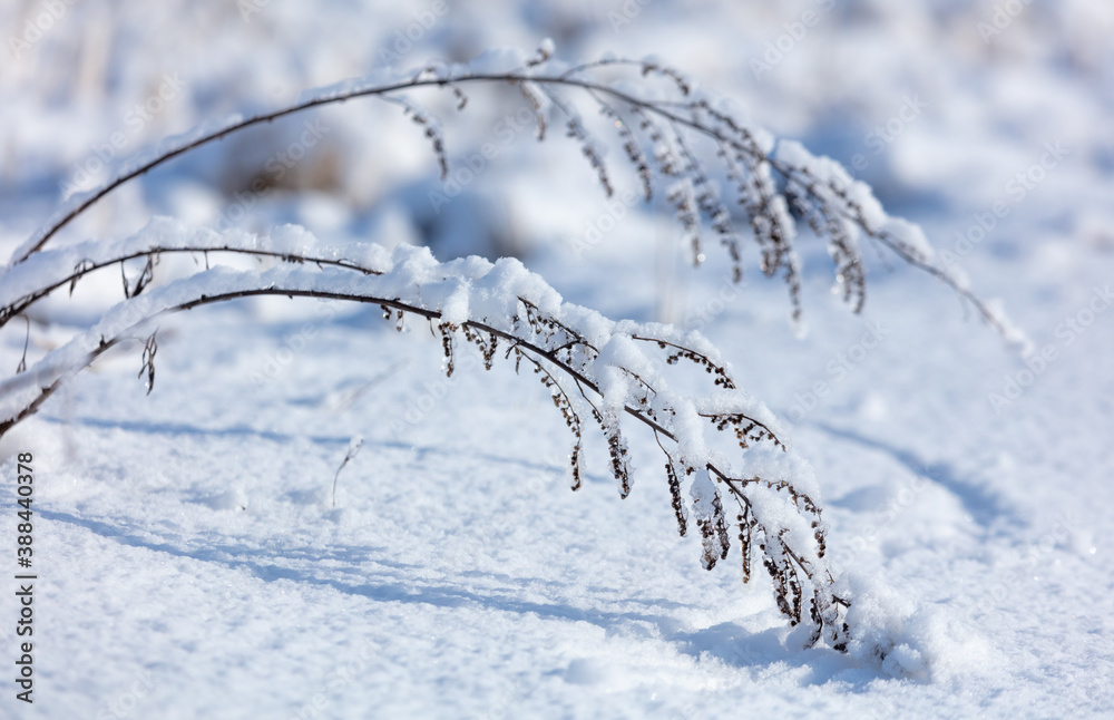 Snow on dry grass. Nature Snow on dry grass. Nature