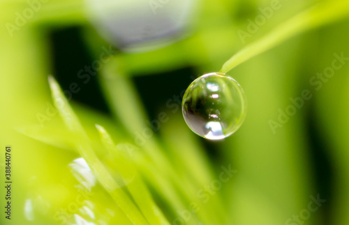 Close-up of dew drops on nature. © schankz