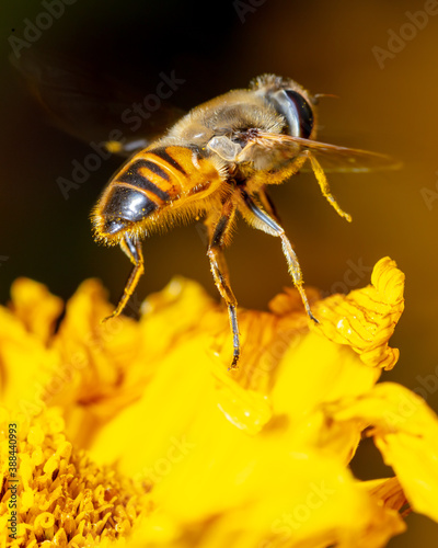 Close-up of a bee flies on a yellow flower.