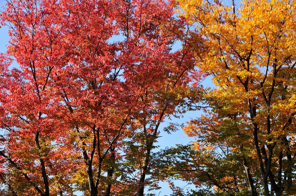 紅葉