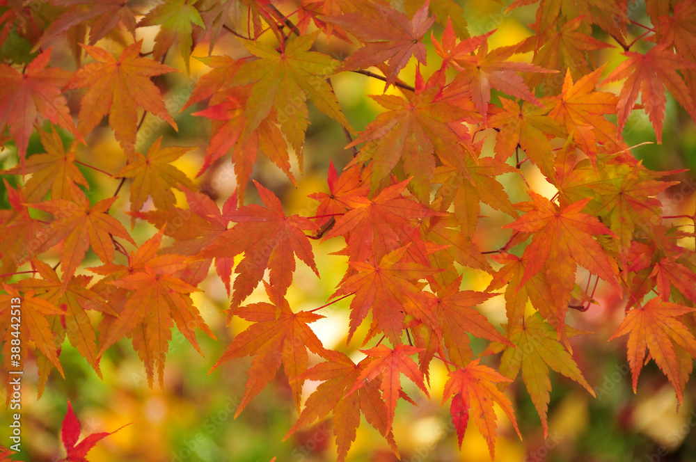 紅葉 紅葉