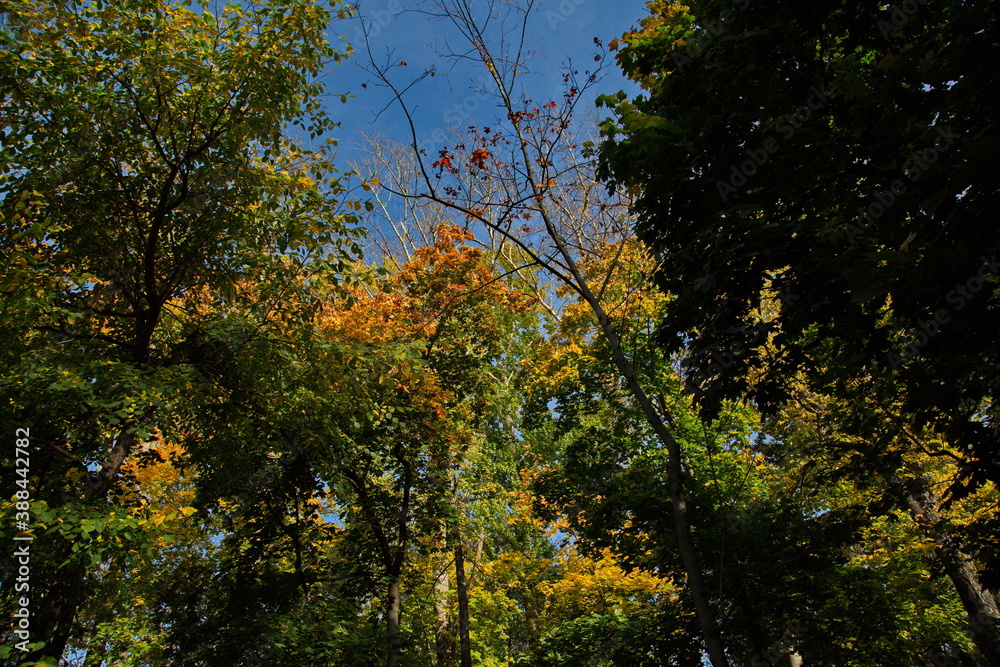 Fototapeta premium Autumn sunny day in city park, Moscow, Russia