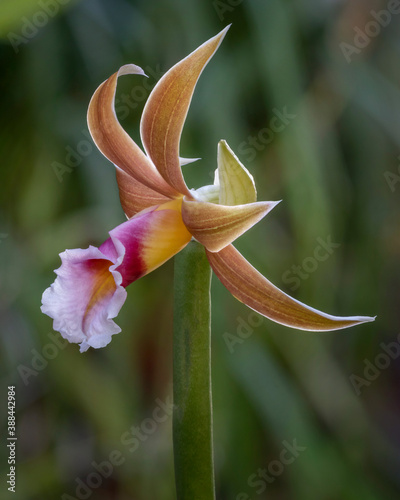 Swamp Orchid - Phaius tankervilleae, Australia