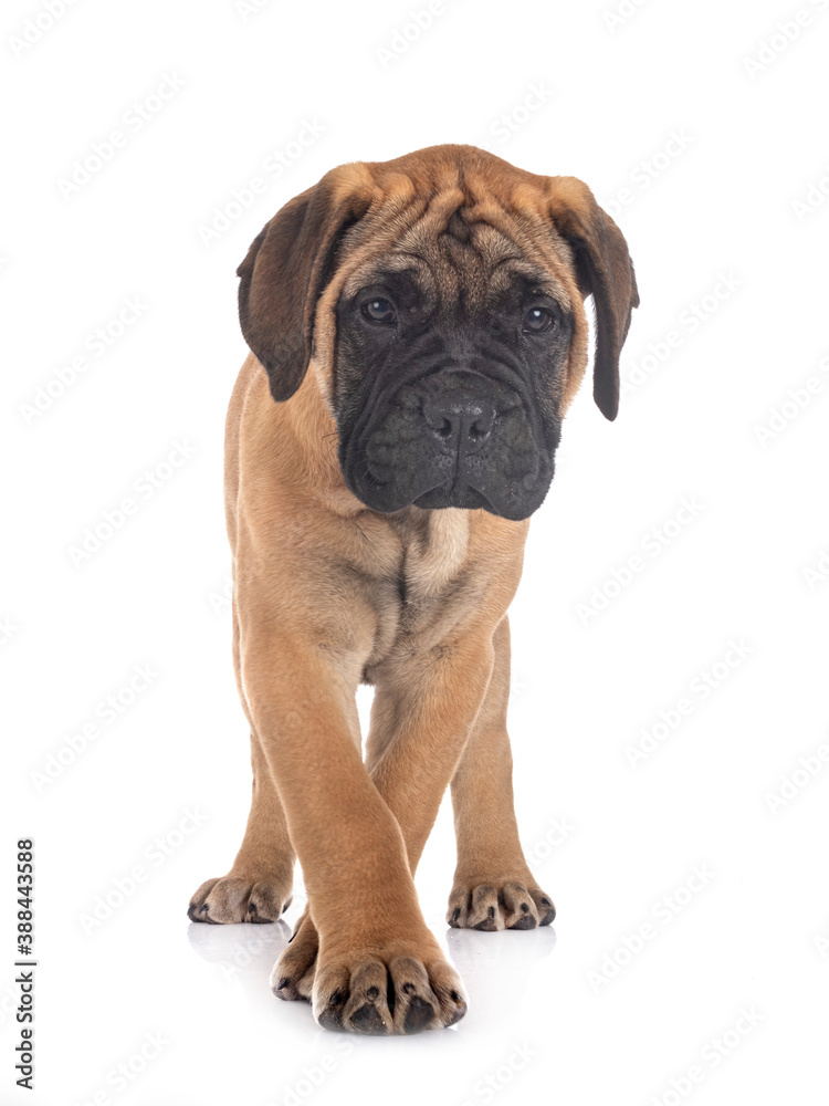 puppy bullmastiff in studio