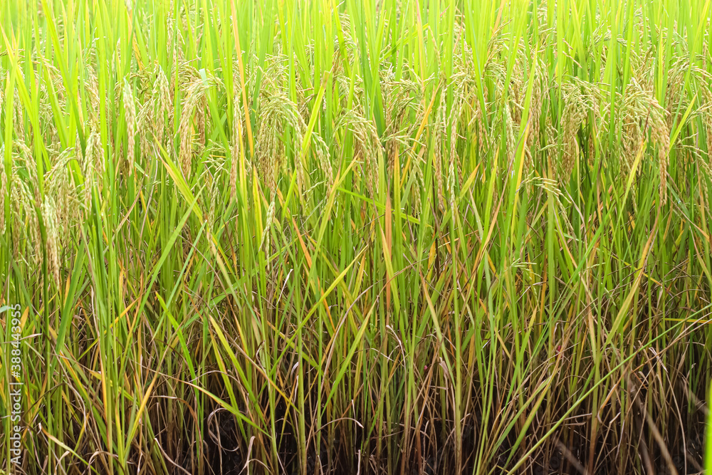 Field nature organic ear of Thai jasmine rice in nature background