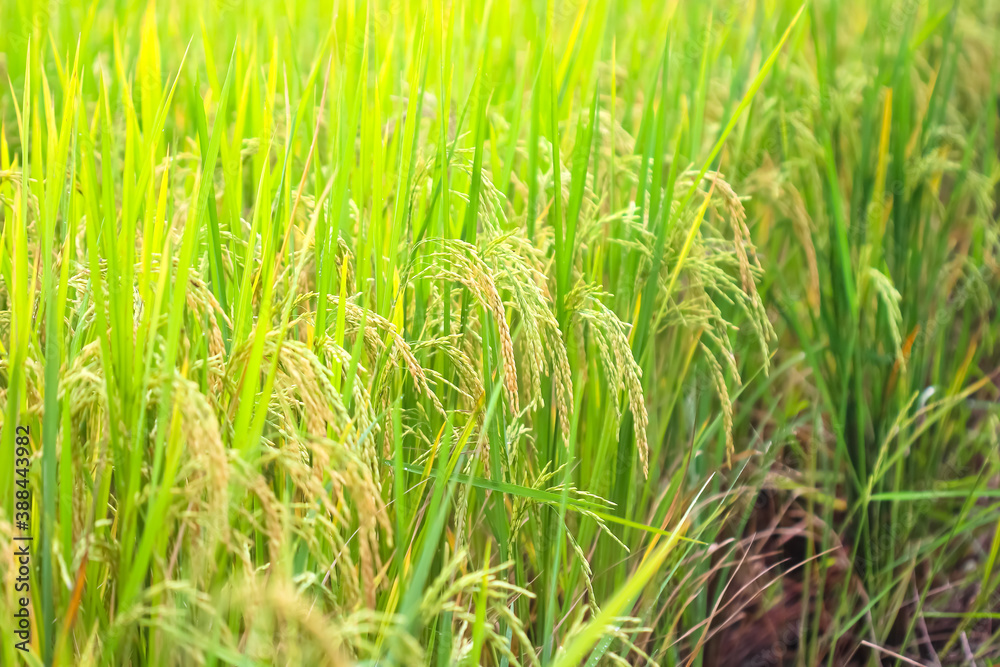 Nature organic ear of Thai jasmine rice in nature field background Nature organic ear of Thai jasmine rice in nature field background