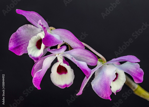 Dendrobium Nobile orchid on a black background - The Noble Dendrobium 
