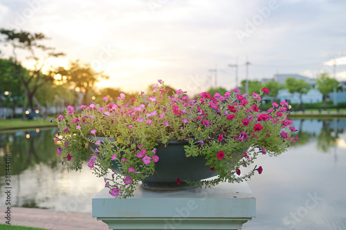 Fototapeta Naklejka Na Ścianę i Meble -  Blooming pink petunia flowers in pot at the garden.