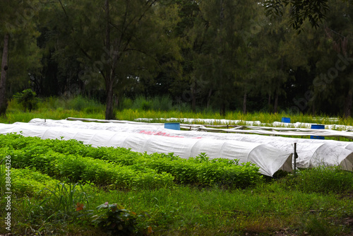 Techniques for growing tobacco plants in agriculture specifically for drought-affected areas. Modern agriculture. New innovations in agriculture. The plant is covered with white cloth
