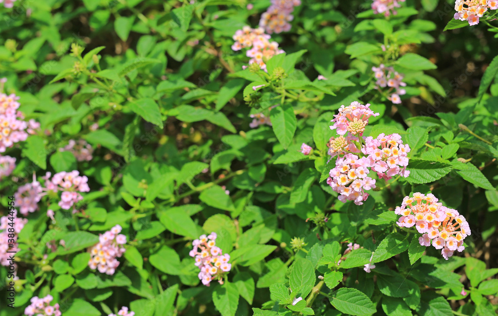 Blooming Lantana Camara. Beautiful of small flowers in the garden. Blooming Lantana Camara. Beautiful of small flowers in the garden.