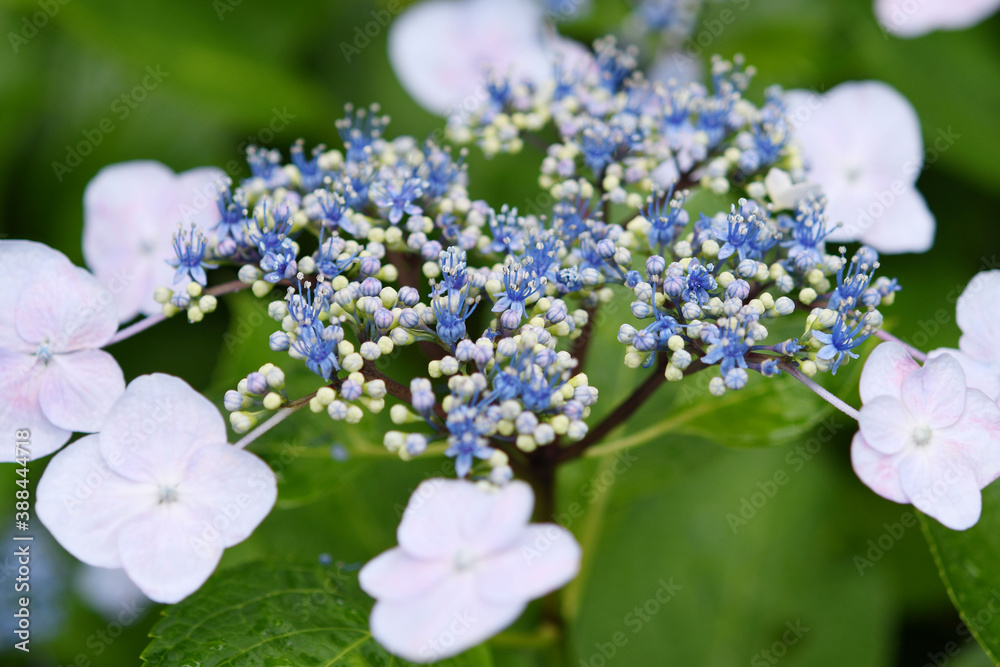 紫陽花の花