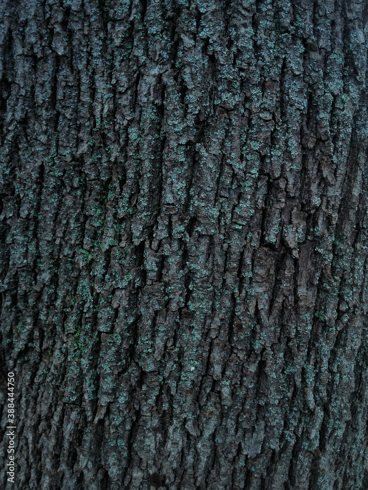 tree bark with green moss and lichen tree bark with green moss and lichen