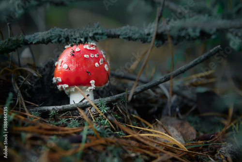 red fly agaric close up in autumn forest with foliage and moss