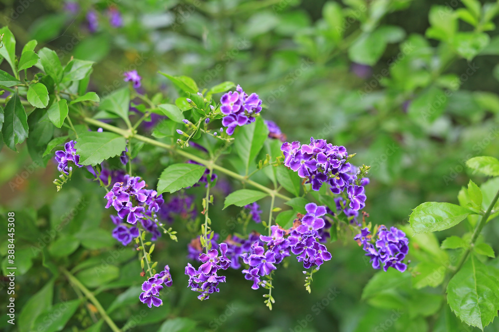 Duranta erecta L. or Golden Dewdrop, Pigeon Berry, Sky Flower. Duranta erecta L. or Golden Dewdrop, Pigeon Berry, Sky Flower.