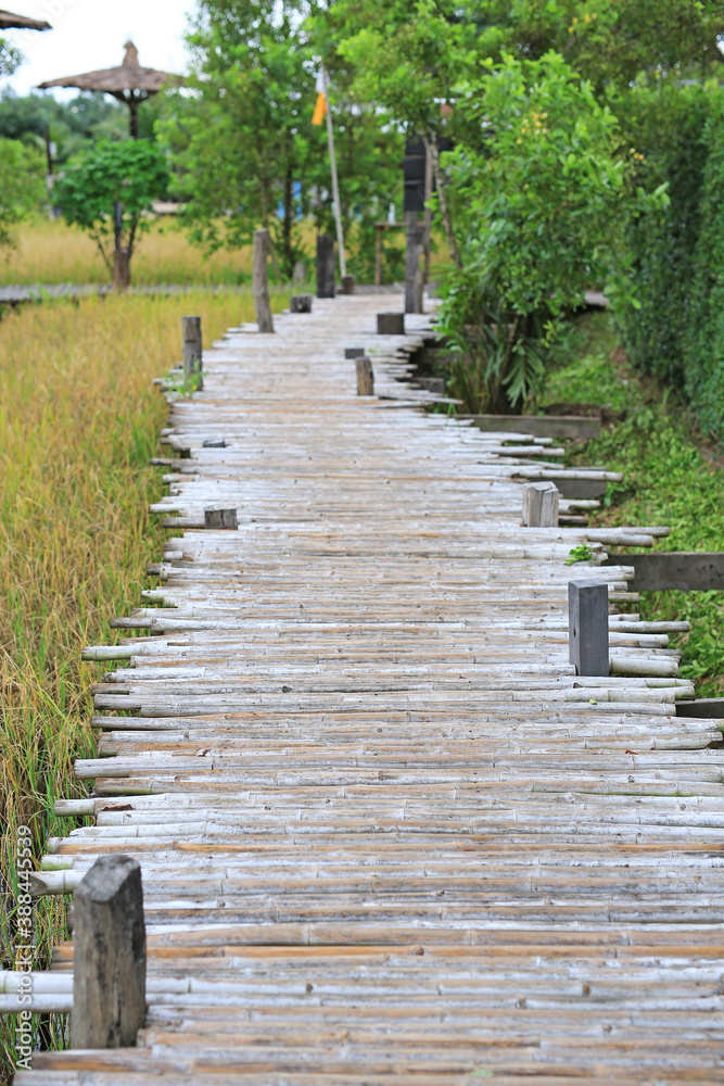 Wooden bamboo bridge on rice paddy field.