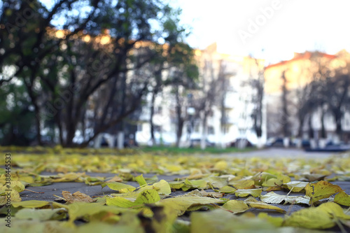 fallen leaves autumn abstract background, yellow leaves, october in the park, seasonal design